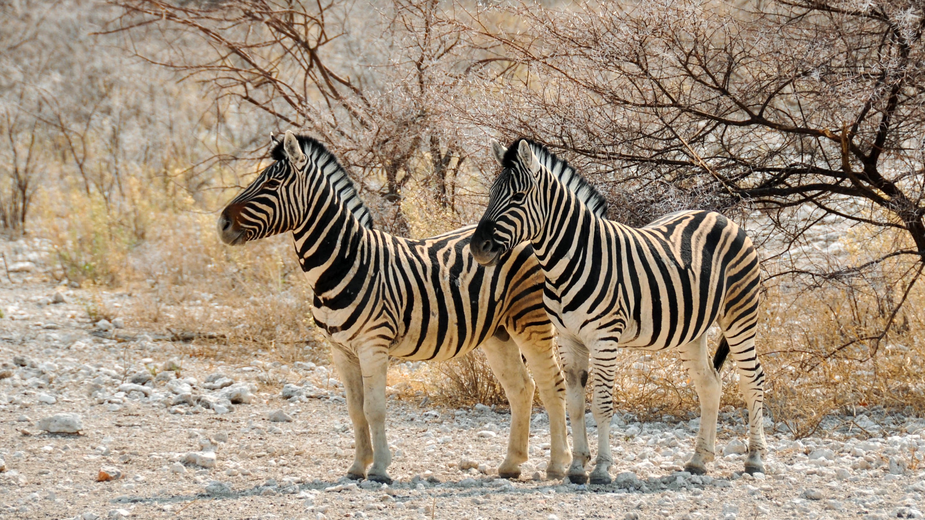 14-Day Mount Meru, Northern Safari & Zanzibar Beach - Tanzania safari gallery image